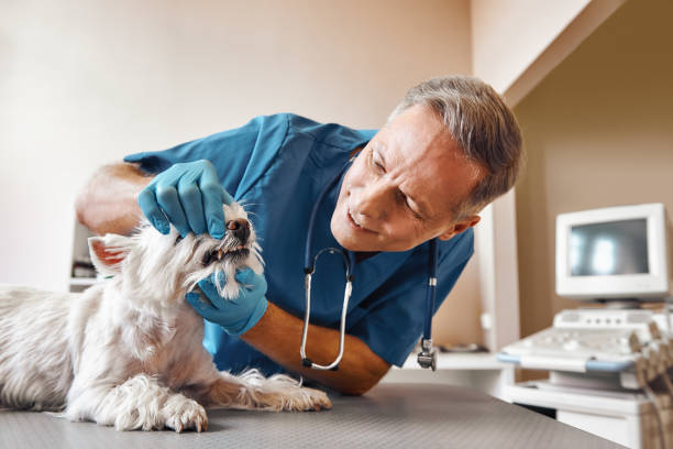 Best Emergency Root Canal Treatment in Malone, FL